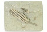 Fossil Crinoid Plate (Two Species) - Crawfordsville, Indiana #325654-1